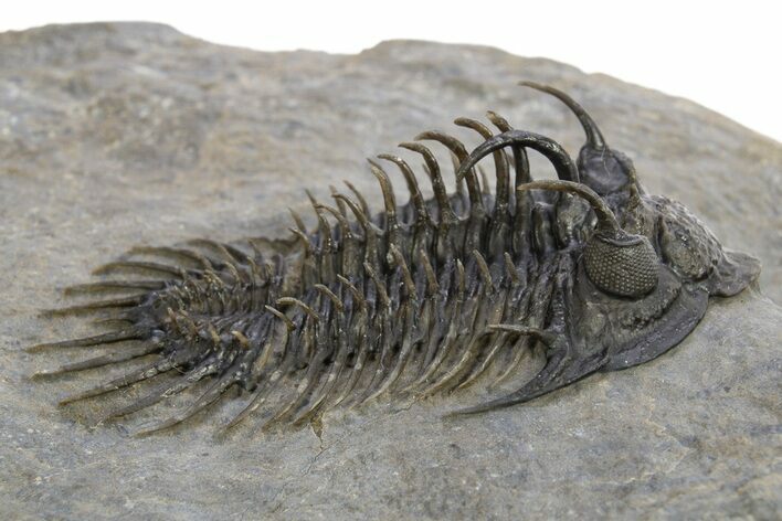 Spiny Comura Trilobite With Two Proetids - Ofaten, Morocco #311513